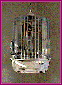 Finches