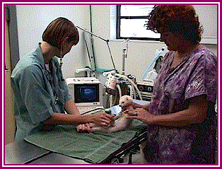 Ultrasound on a ferret.
