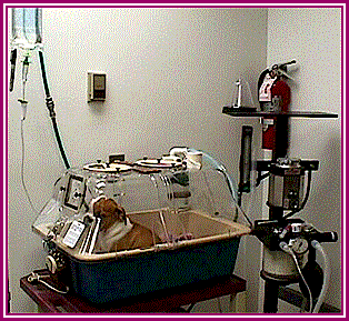 Incubator