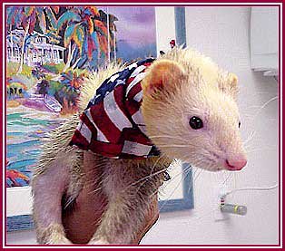 Lucky the Ferret