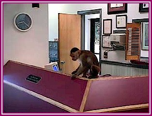 monkey receptionist