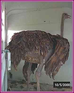 Legal Eagle