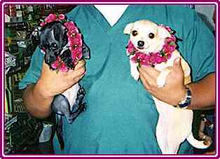 tinker and taco