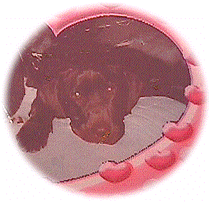 coco.gif (32512 bytes)