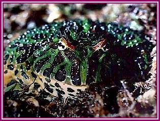 froto.jpg (22757 bytes)
