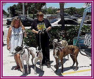 greyhounds.jpg (32236 bytes)