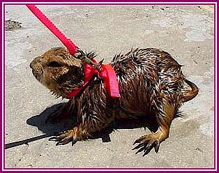 prariedog.jpg (22665 bytes)